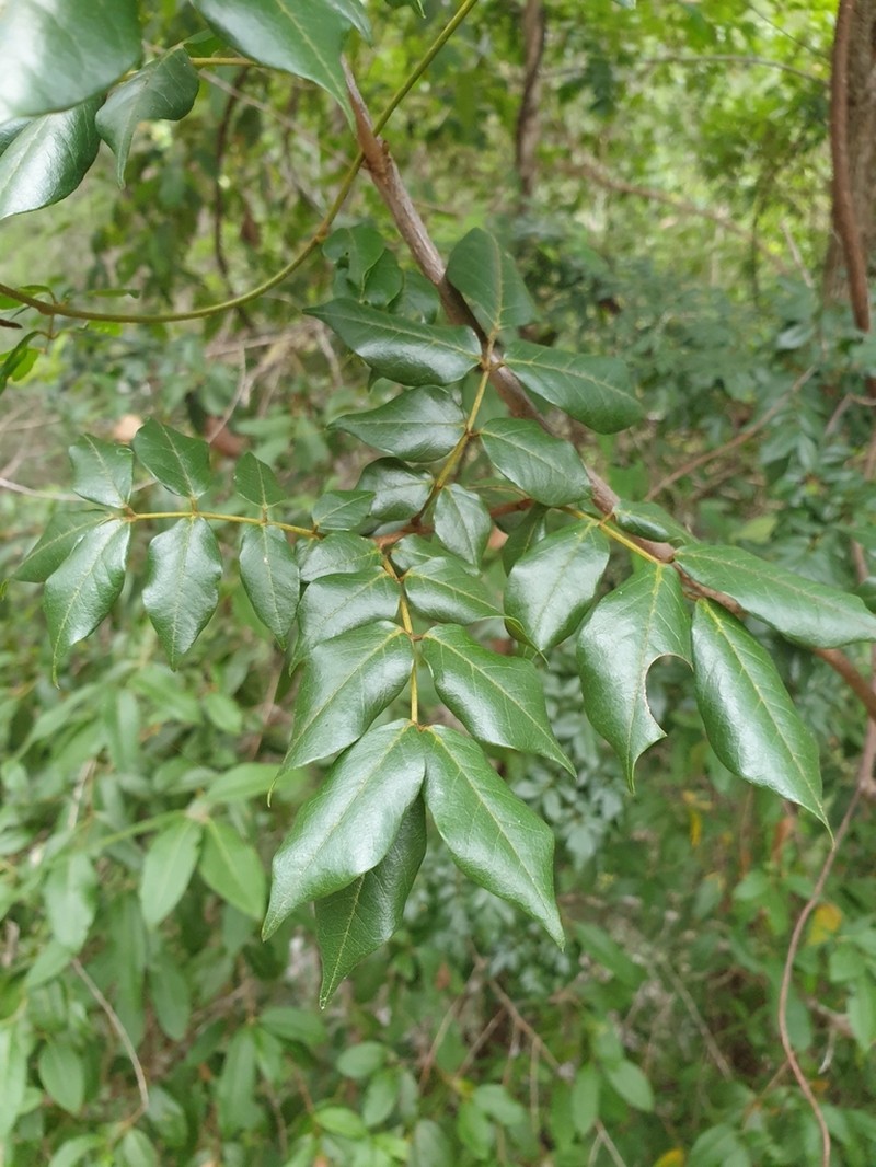 Brachypterum involutum photo 2
