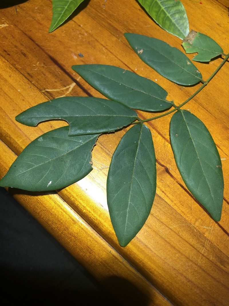 Brachypterum involutum photo 3
