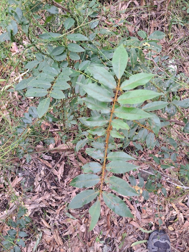 Brachypterum involutum photo 4