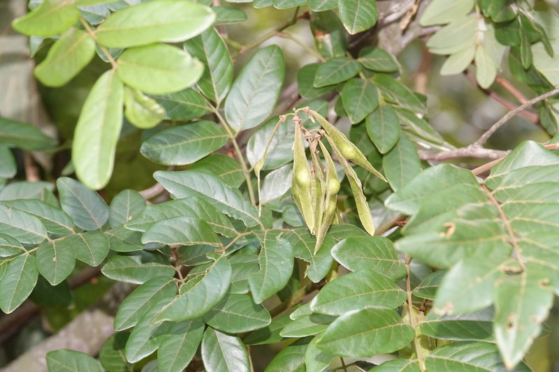 Brachypterum involutum photo 5