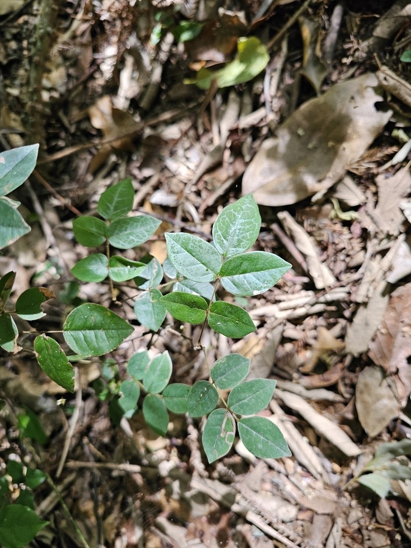 Brachypterum involutum photo 6