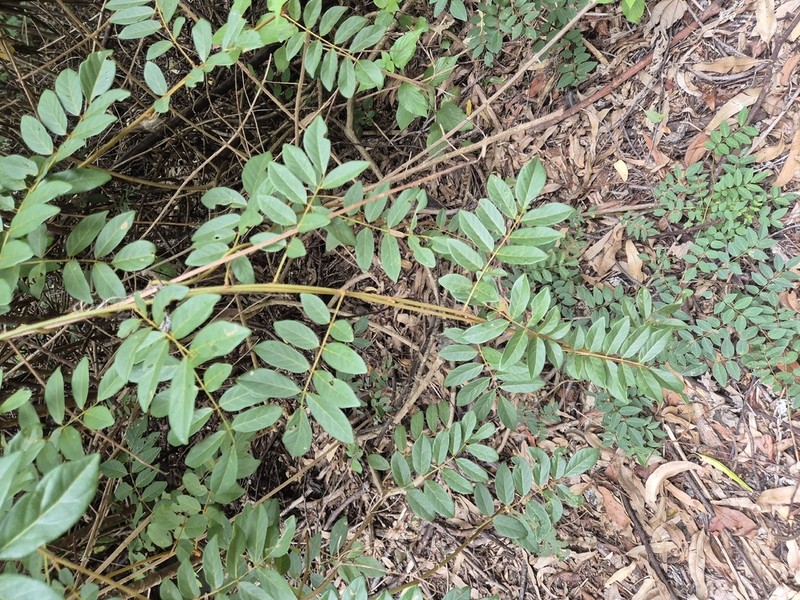 Brachypterum involutum photo 7