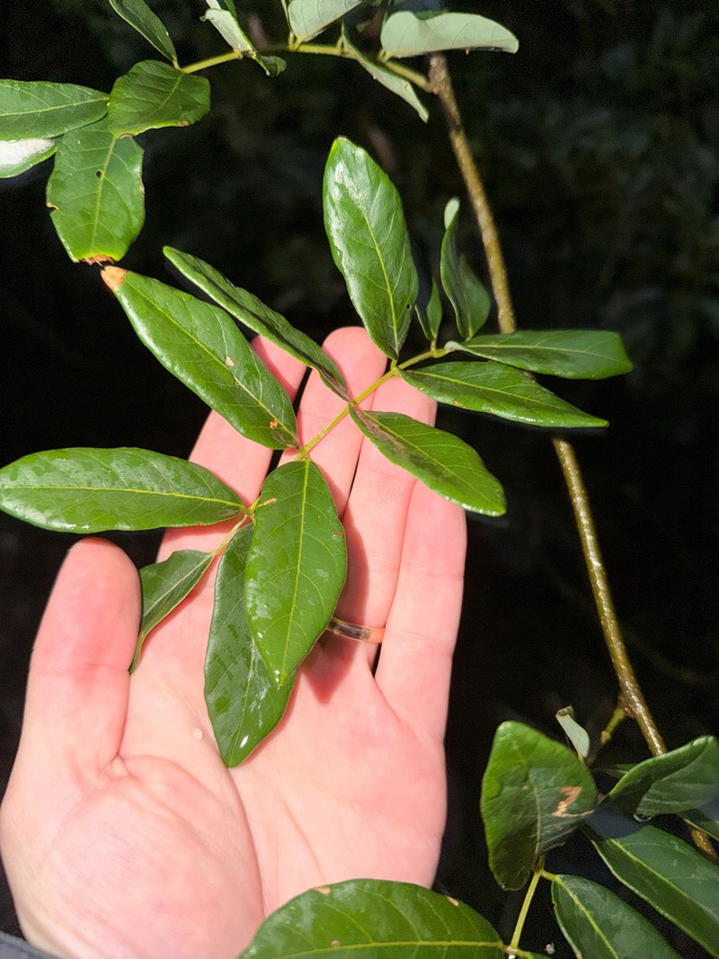 Brachypterum involutum photo 8