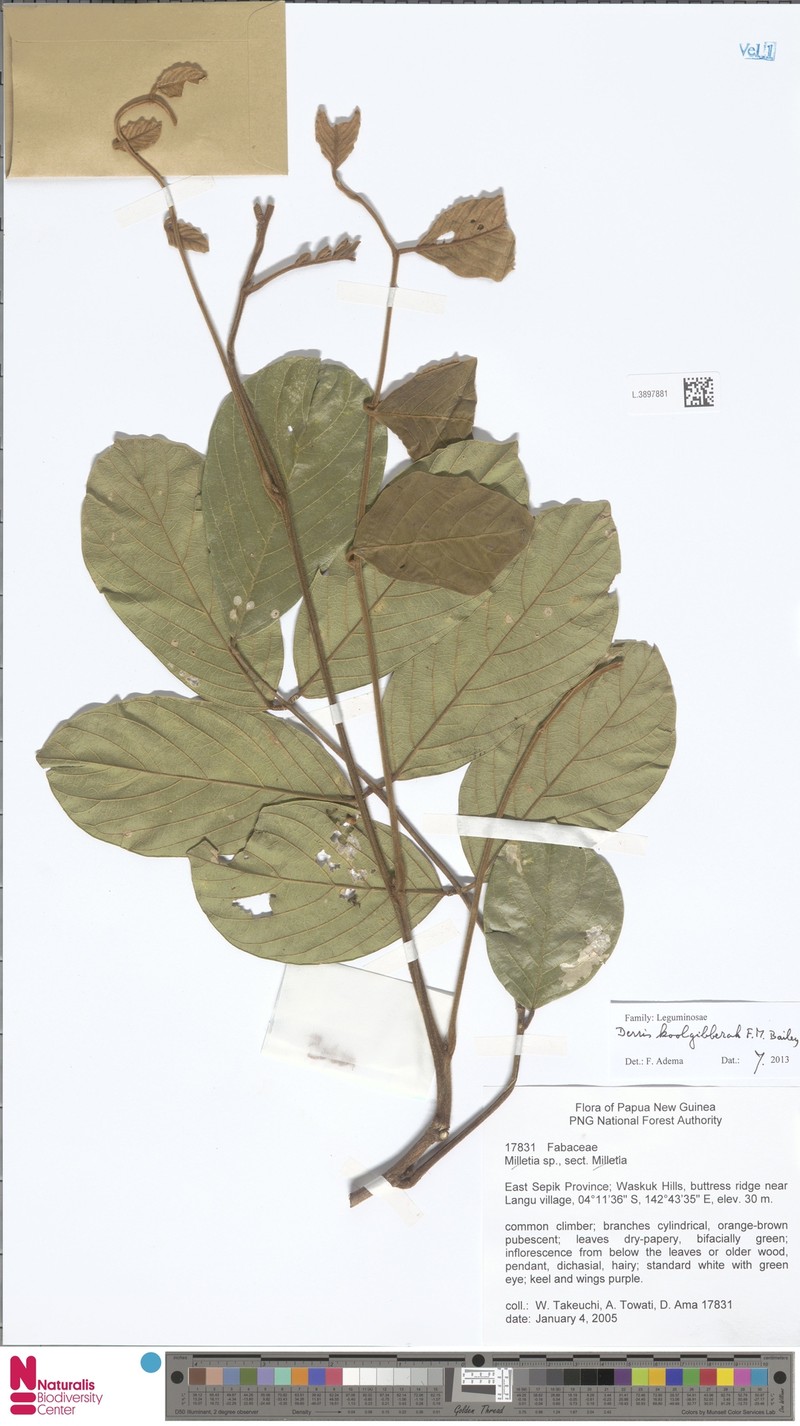 Brachypterum koolgibberah