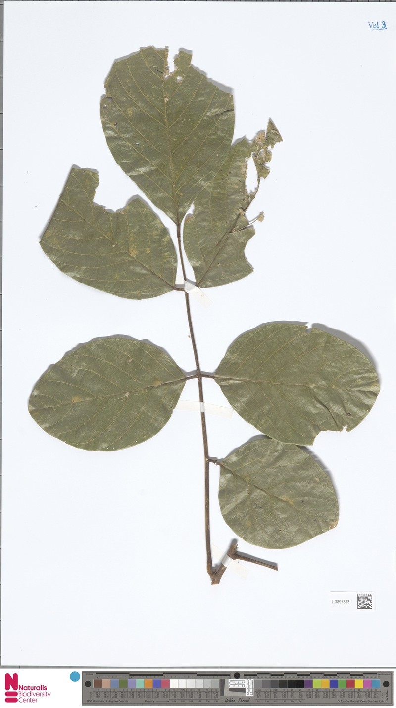 Brachypterum koolgibberah photo 2