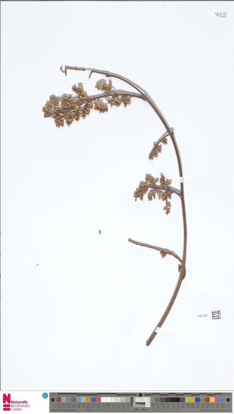 Brachypterum koolgibberah photo 3