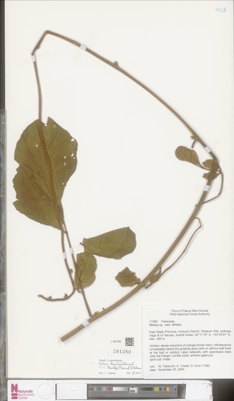 Brachypterum koolgibberah photo 4