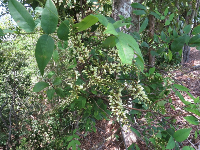 Brachypterum opacum