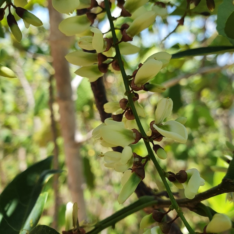Brachypterum opacum photo 2