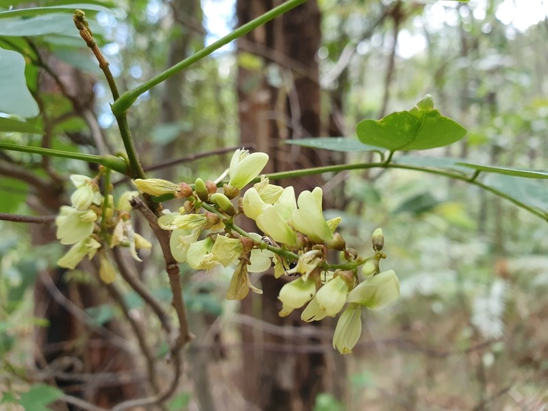 Brachypterum opacum photo 3