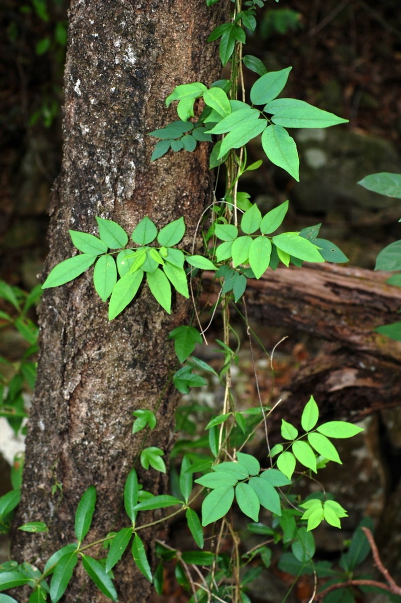 Brachypterum opacum photo 4