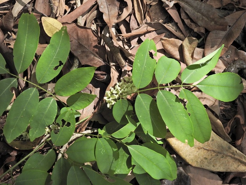 Brachypterum opacum photo 6