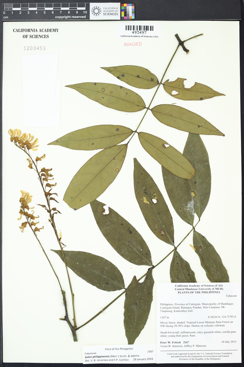 Brachypterum philippinense