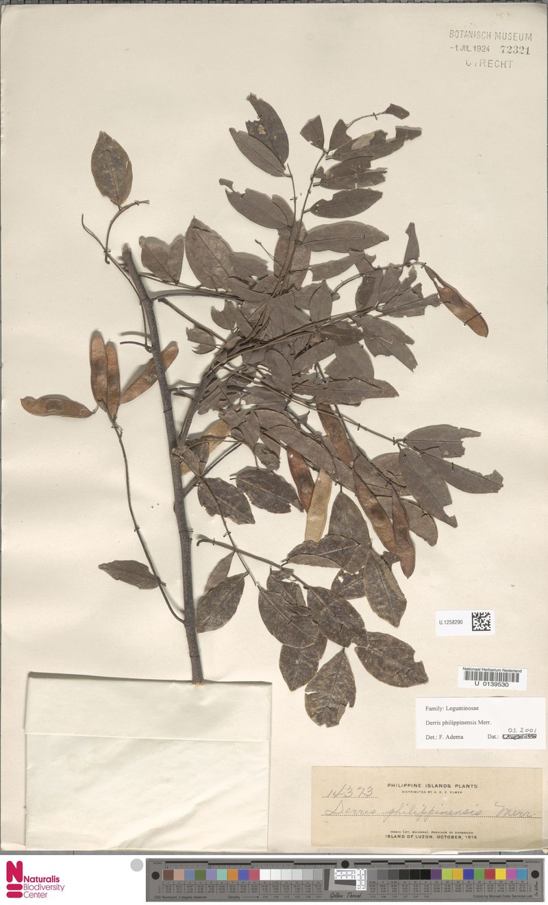 Brachypterum philippinense photo 3