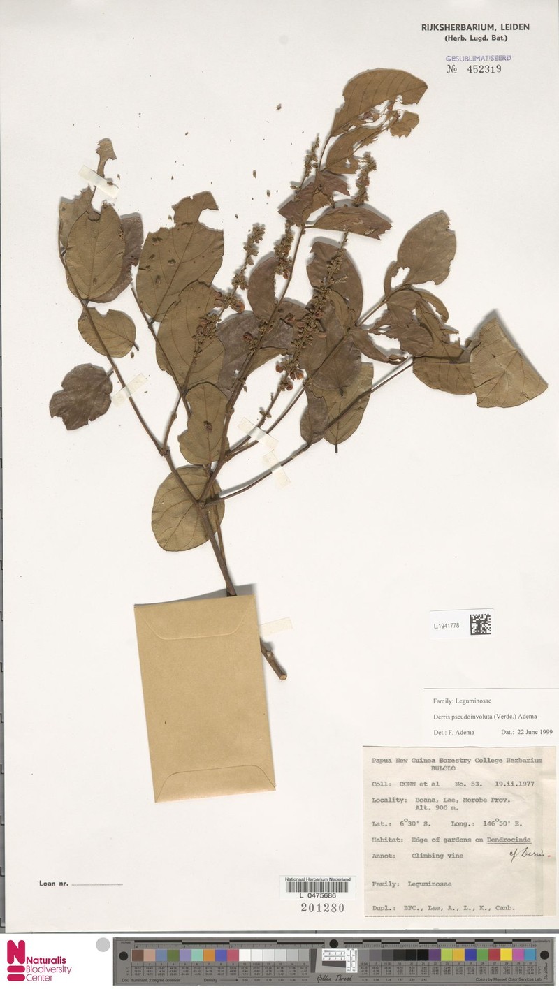 Brachypterum pseudinvolutum