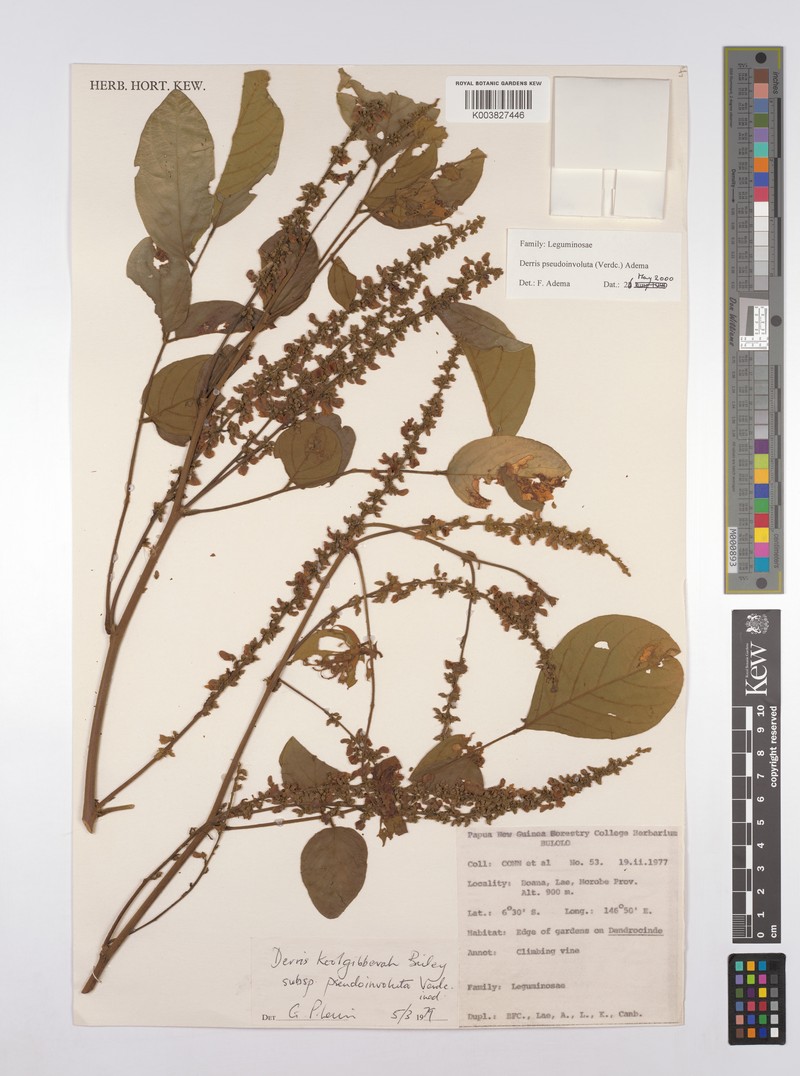 Brachypterum pseudinvolutum photo 2