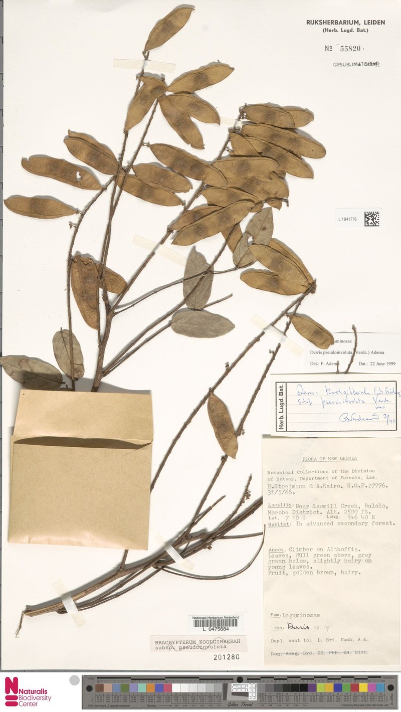 Brachypterum pseudinvolutum photo 3