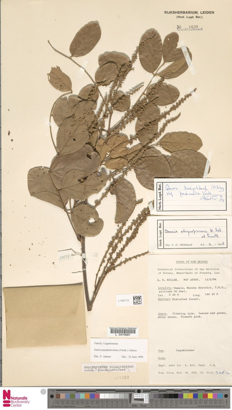 Brachypterum pseudinvolutum photo 4
