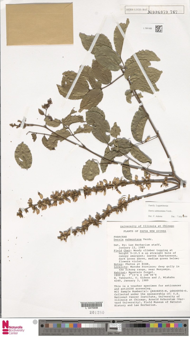 Brachypterum submontanum photo 2