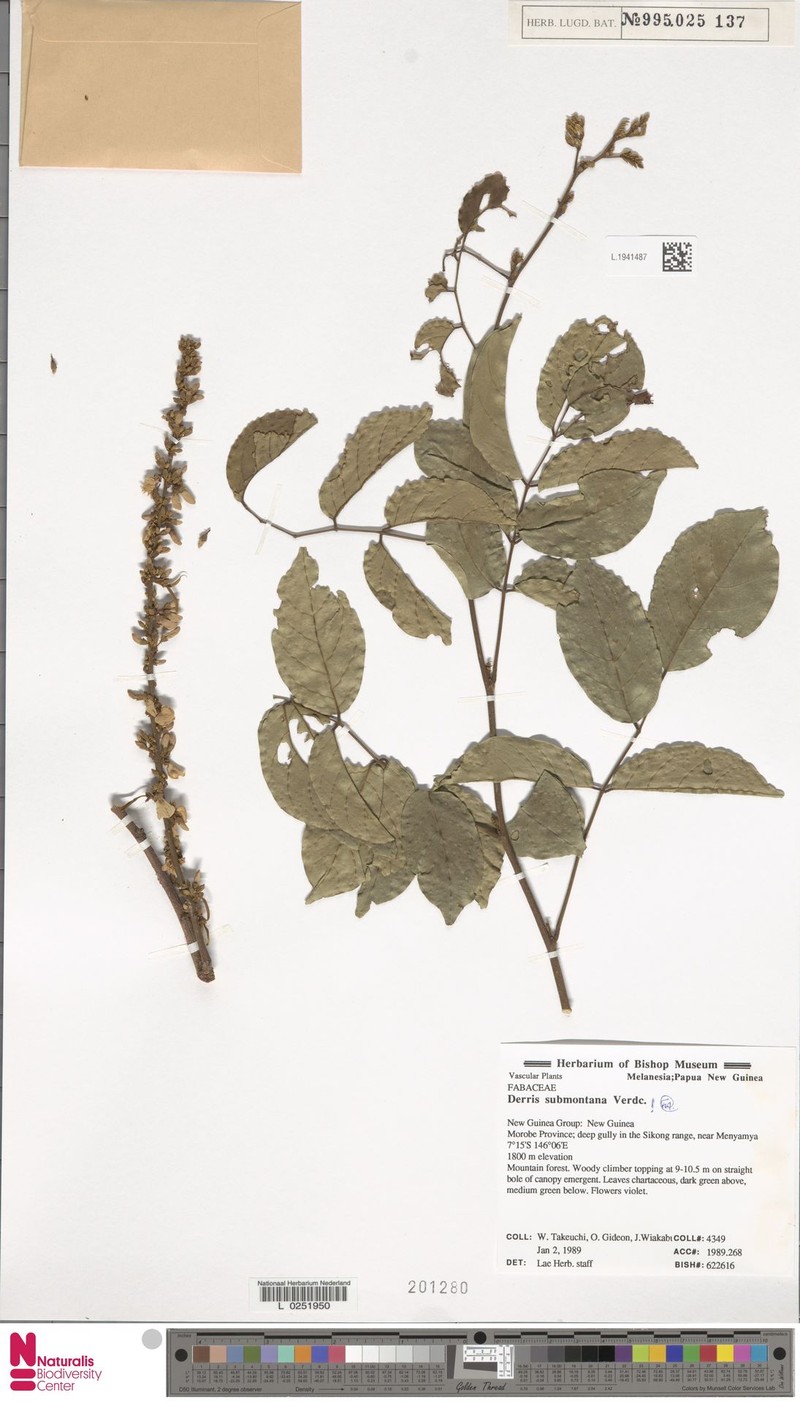 Brachypterum submontanum photo 3