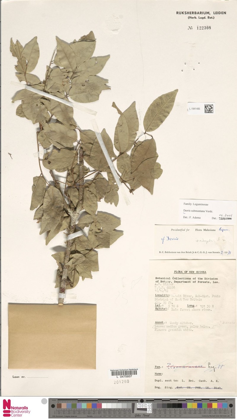 Brachypterum submontanum photo 4