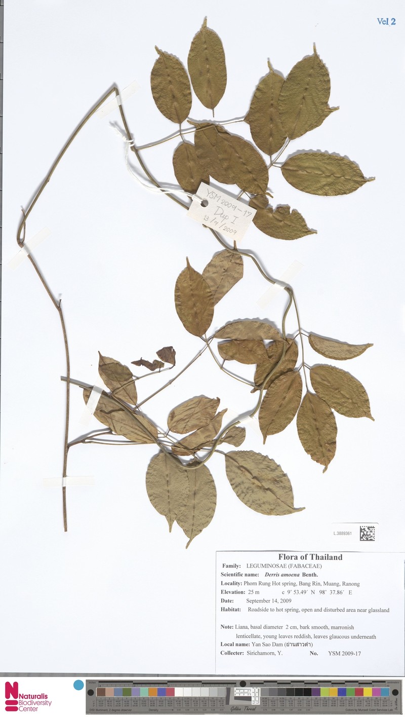 Brachypterum thorelii