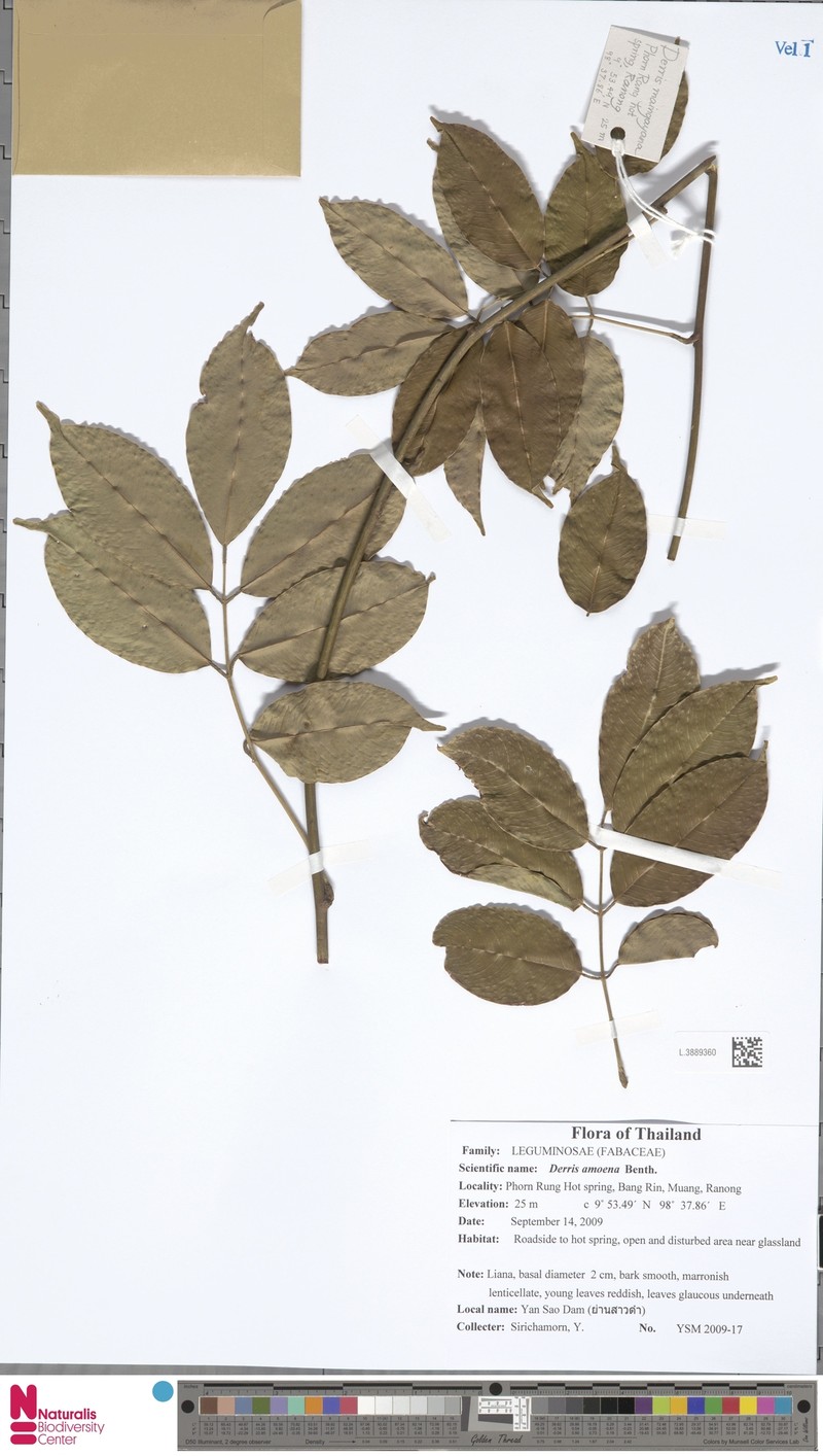 Brachypterum thorelii photo 2
