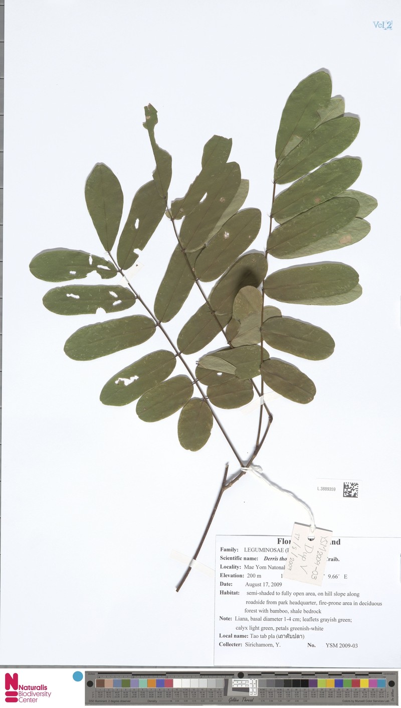 Brachypterum thorelii photo 3
