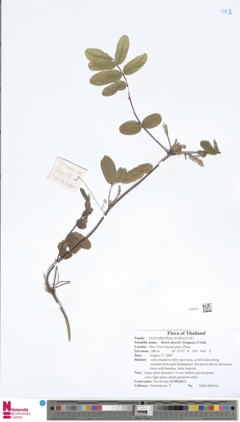 Brachypterum thorelii photo 4