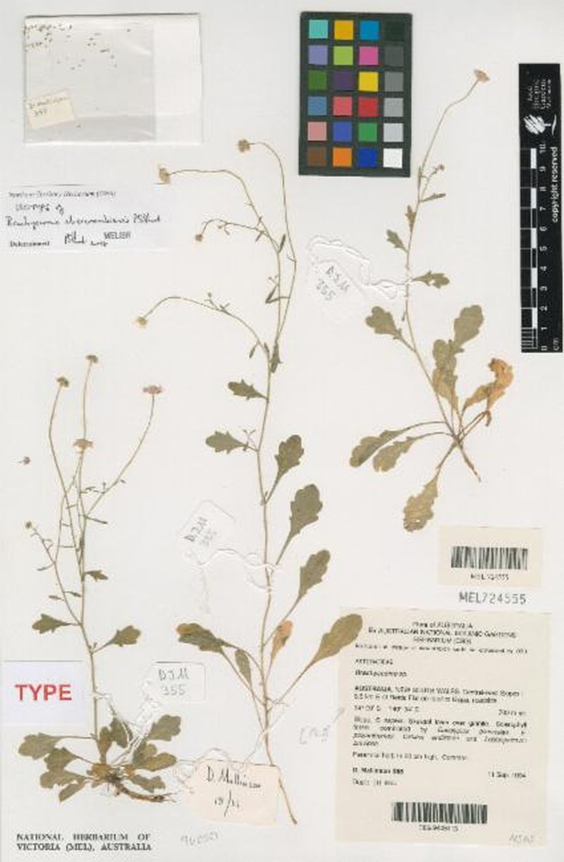 Brachyscome abercrombiensis