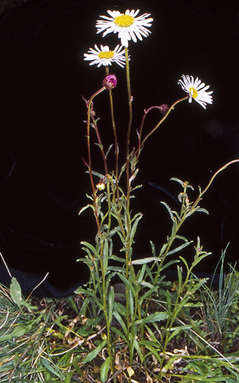 Brachyscome aculeata