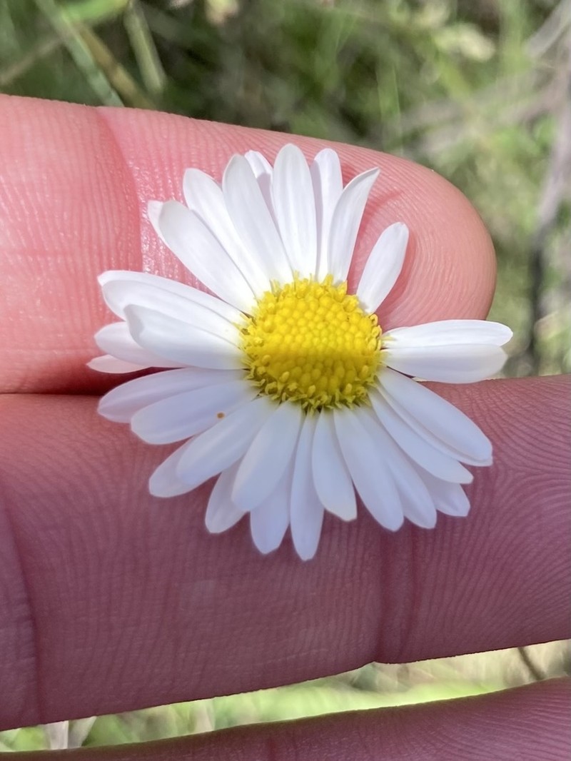 Brachyscome aculeata photo 2