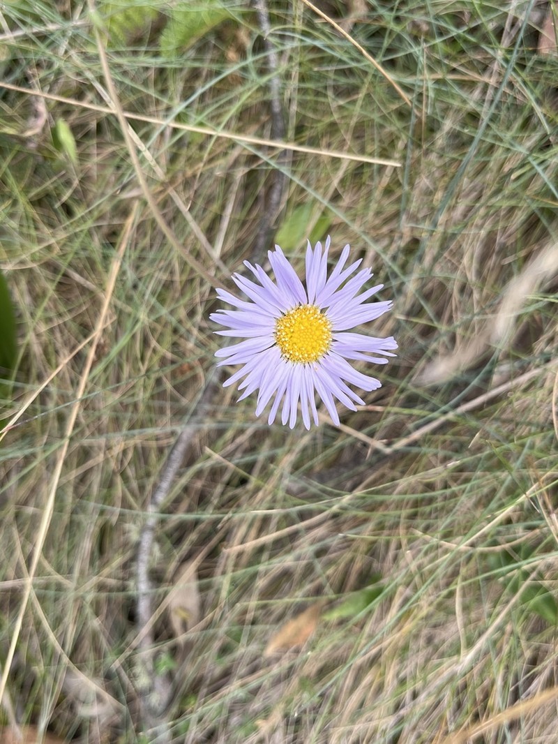 Brachyscome aculeata photo 3