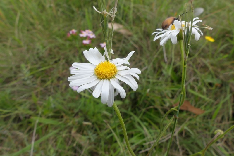 Brachyscome aculeata photo 4