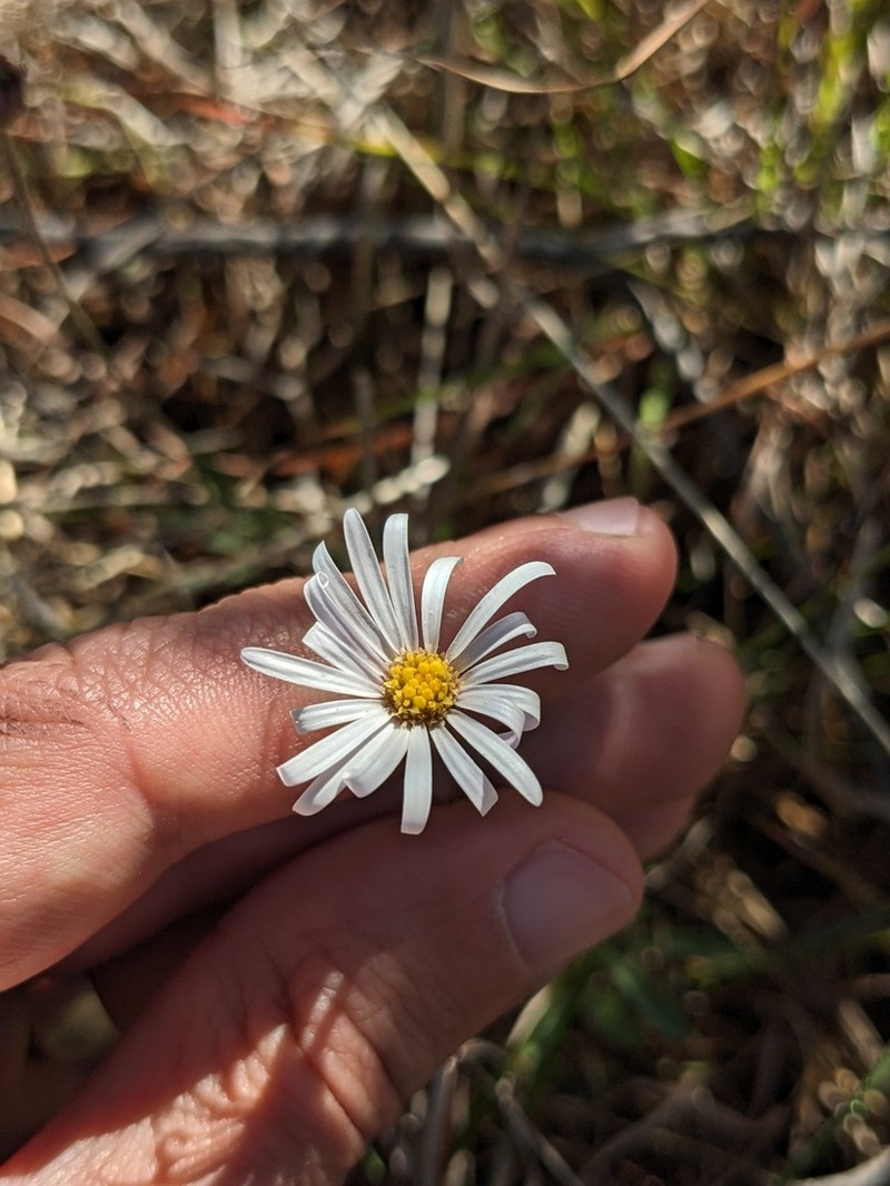Brachyscome aculeata photo 5