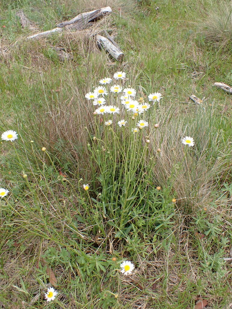 Brachyscome aculeata photo 7