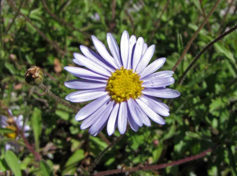Brachyscome ascendens