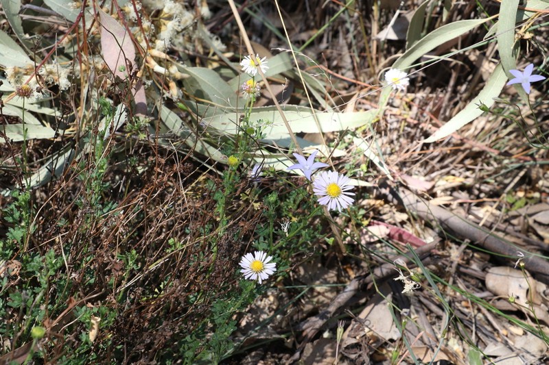 Brachyscome ascendens photo 2