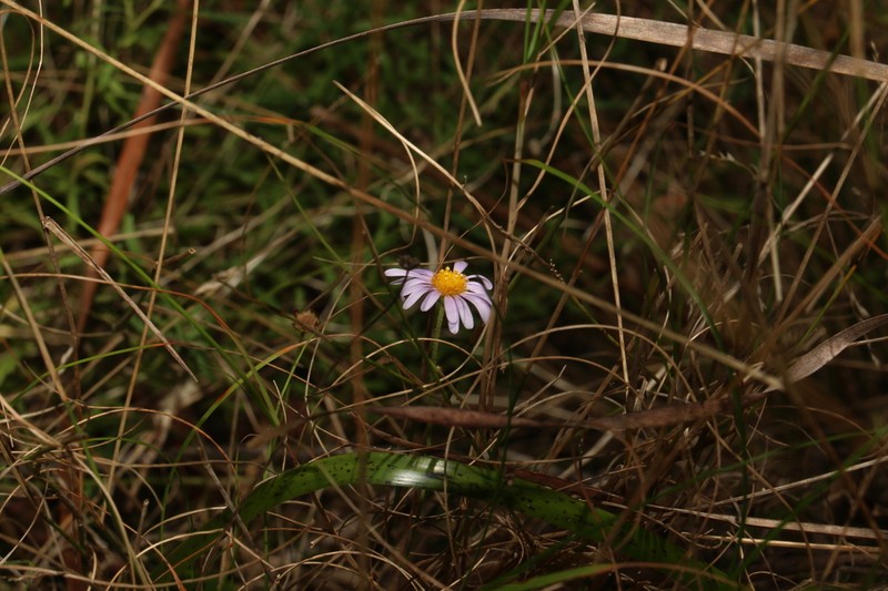 Brachyscome ascendens photo 4