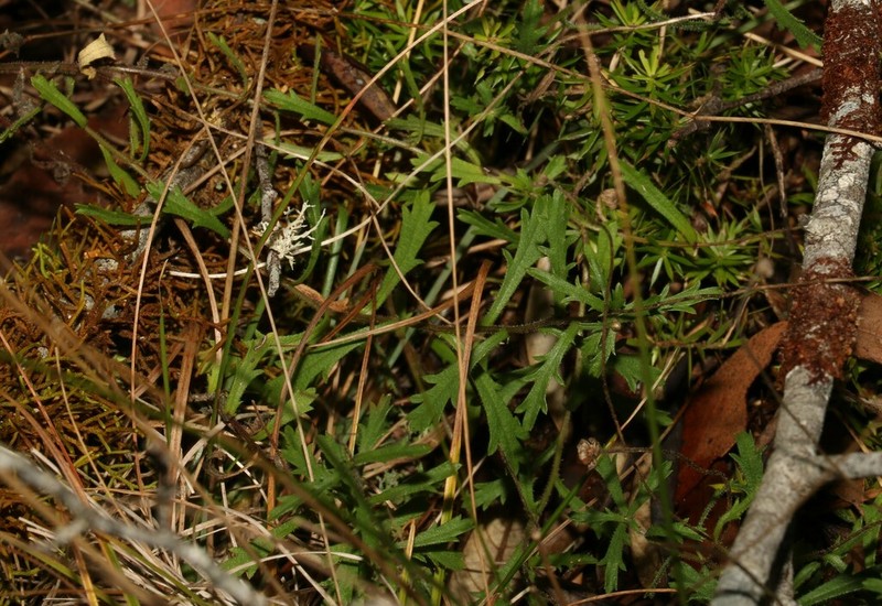 Brachyscome ascendens photo 5