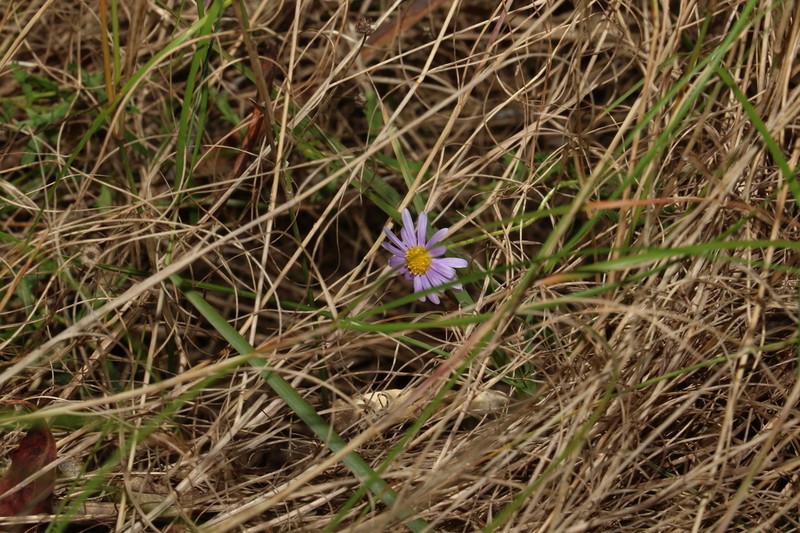 Brachyscome ascendens photo 6