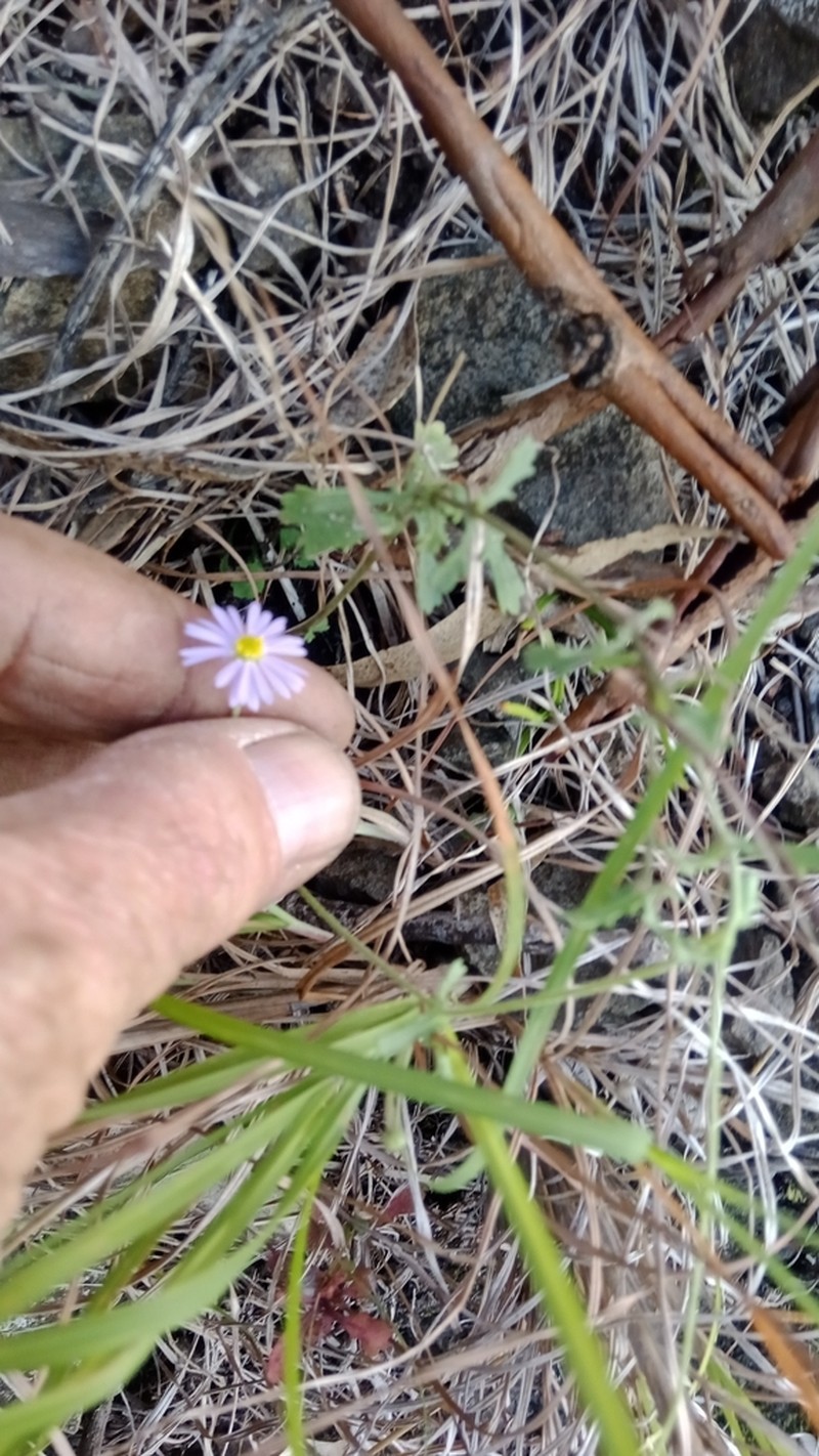 Brachyscome ascendens photo 7