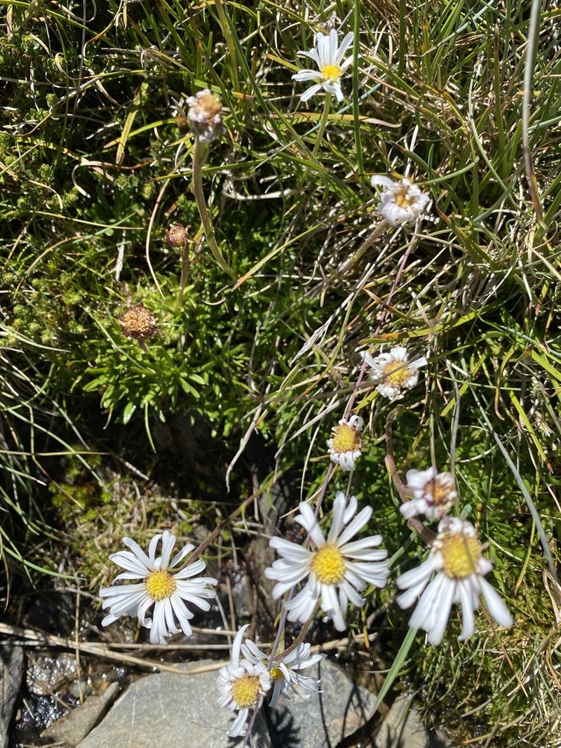 Brachyscome barkerae photo 2
