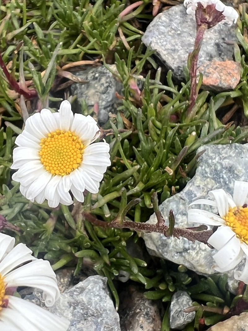Brachyscome barkerae photo 4