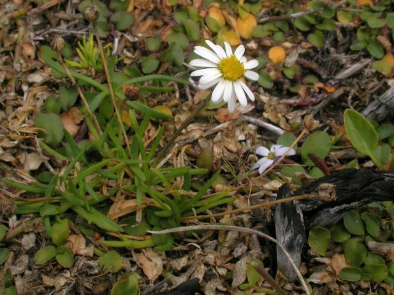 Brachyscome barkerae photo 5