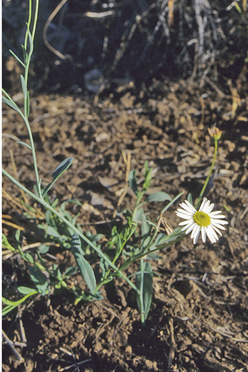 Brachyscome basaltica
