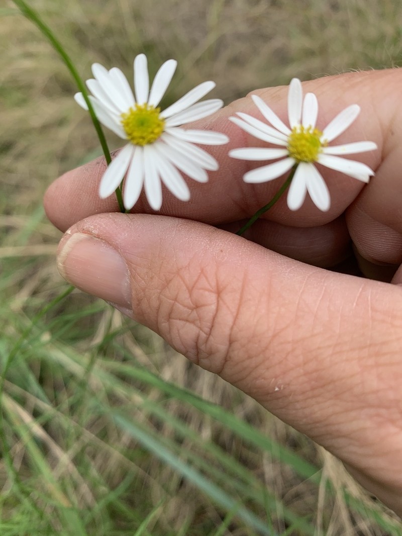 Brachyscome basaltica photo 2