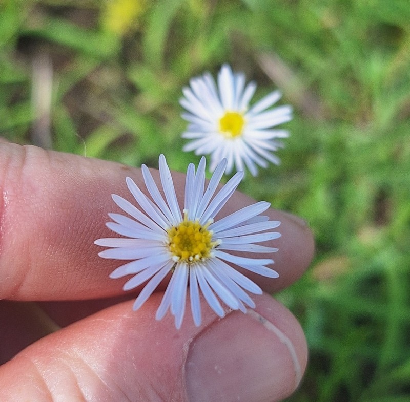 Brachyscome basaltica photo 3