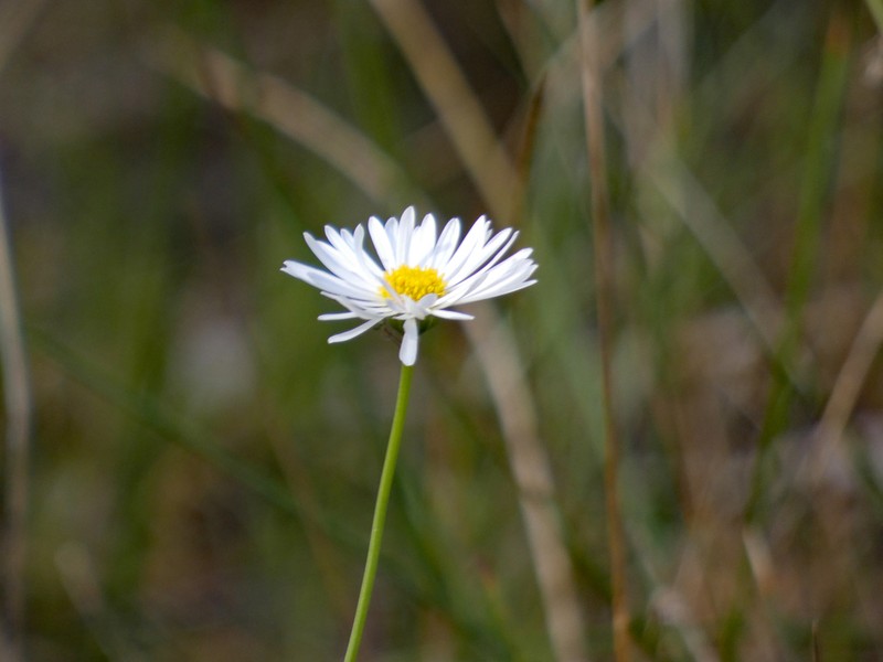 Brachyscome basaltica photo 4