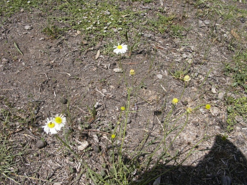 Brachyscome basaltica photo 5